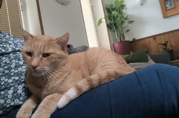 Chat perdu, Ébreuil, photo: Chatte rousse disparue à Ébreuil