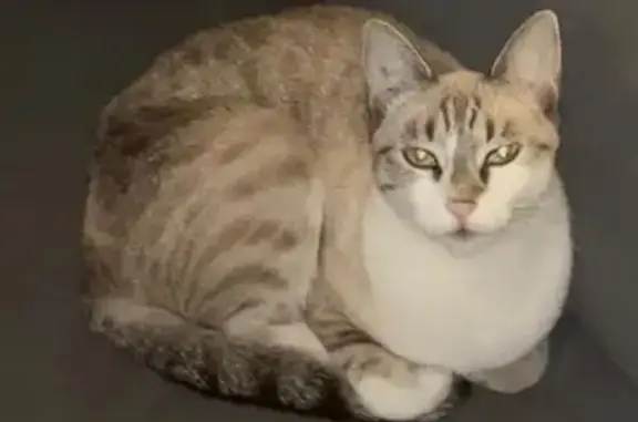 Chat perdu, Trets, photo: Chat blanc européen perdu à Trets