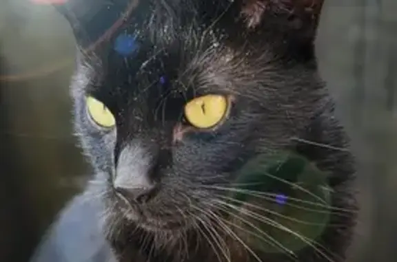 Animaux perdus Dunkerque, photo: Chat noir perdu à Dunkerque : SCAR 3 ans