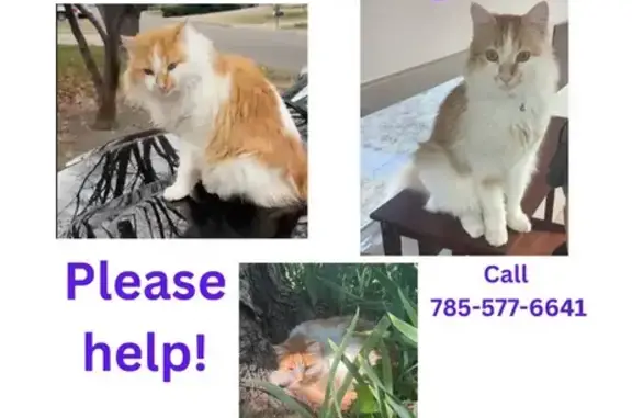 Help Find Murphy: Missing Cat in Wichita