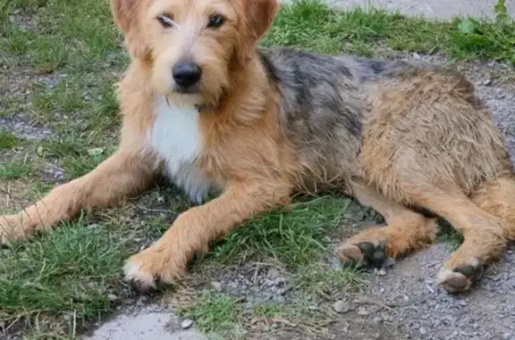 Animaux perdus La Penne-sur-Huveaune, photo: Chienne croisée disparue à La Penne