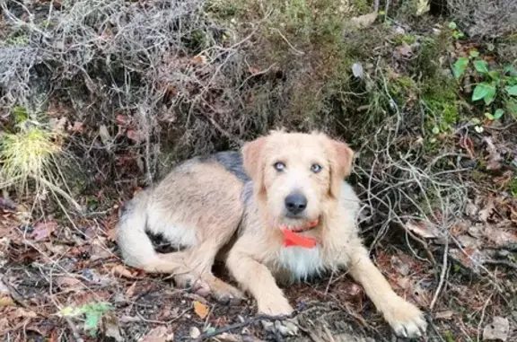 Animaux perdus , photo: Chienne croisée disparue à La Penne