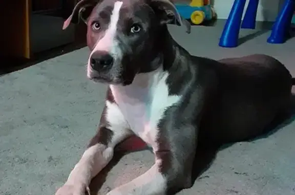 Lost Gray & White Pitt Mix in Dundalk