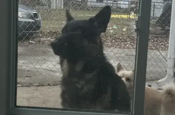 Lost German Shepherd on Nola Dr, Louisville