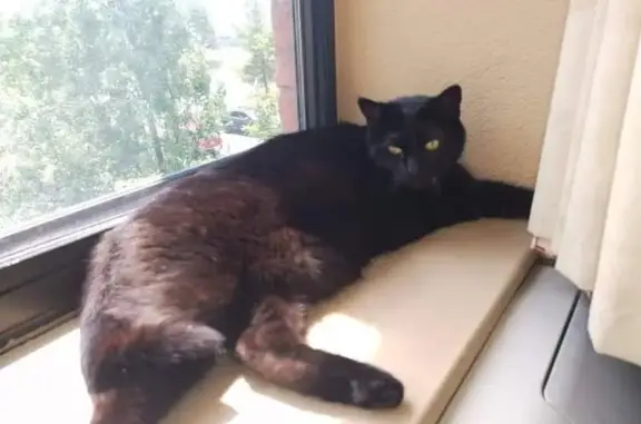 Lost Black Cat: Tribble on Annapolis Rd