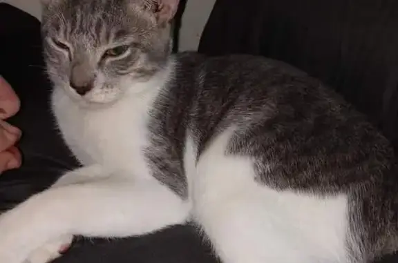 Lost Cat: Rocket, Grey & White in Odenton