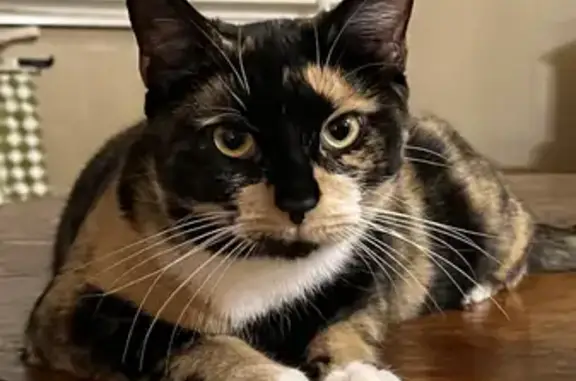 Lost Black Calico Cat in Troy - Help!