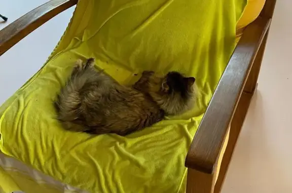 Chatte disparue quartier des Gobelins - photo