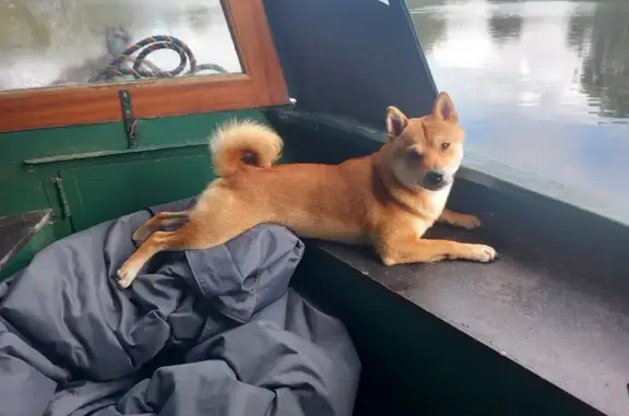 Lost Red Shiba Inu on Heron Drive