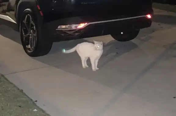 Friendly White Cat Found in De...