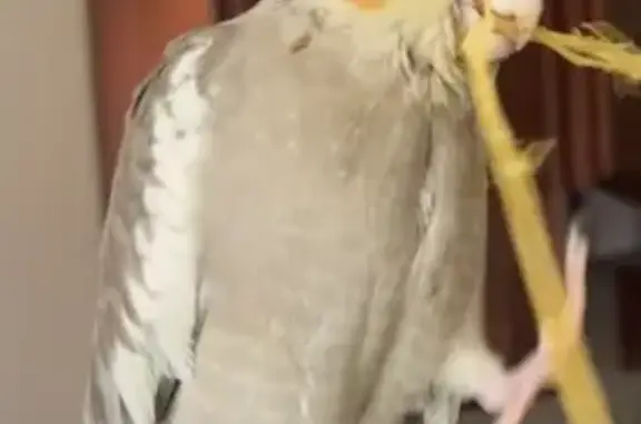 Lost Cinnamon Cockatiel on Rav...