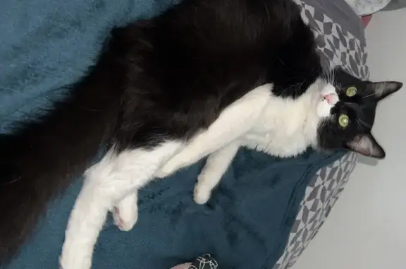 Animaux perdus Aussonne, photo: Chat perdu : Pikachu, noir et blanc, Aussonne