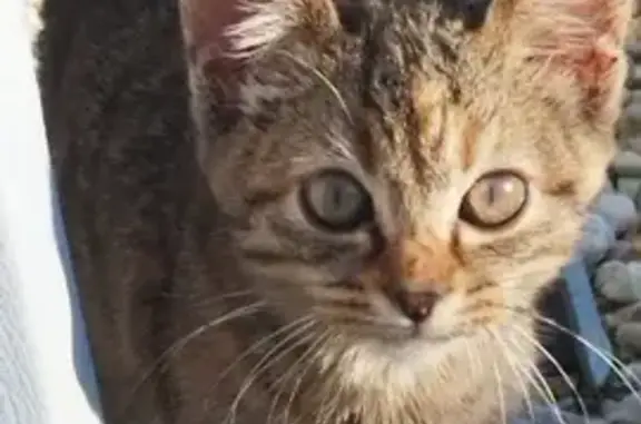 Chat trouvé rue Tanguy Prigent, Ploubezre - photo