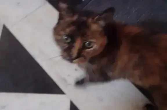 Chat trouvé Annesse-et-Beaulieu, photo: Chatte Écaille de tortue trouvée à Annesse