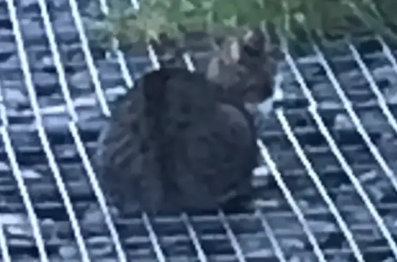 Animaux trouvés , photo: Chat trouvé près du centre Leclerc Honfleur