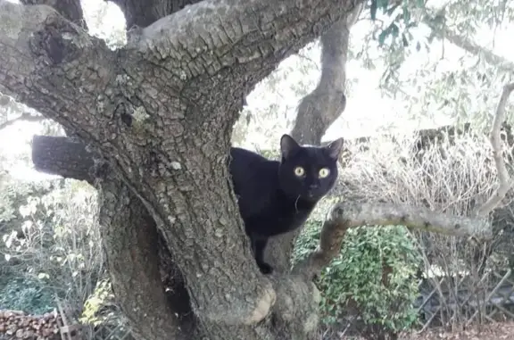 Animaux perdus Montélimar, photo: Chat noir perdu, Route de Sauzet, Montélimar