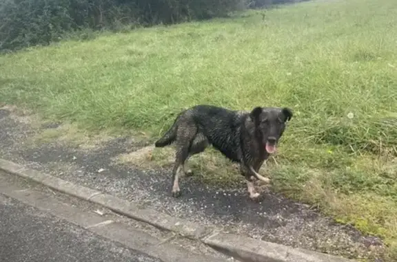 Chien trouvé , photo: Chien perdu avec malformation à Montjoire