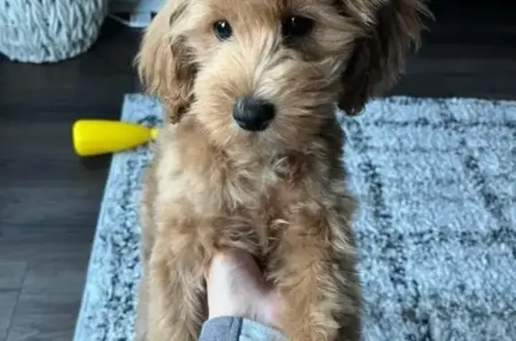 Lost Cockapoo Puppy: Help Find Rex!