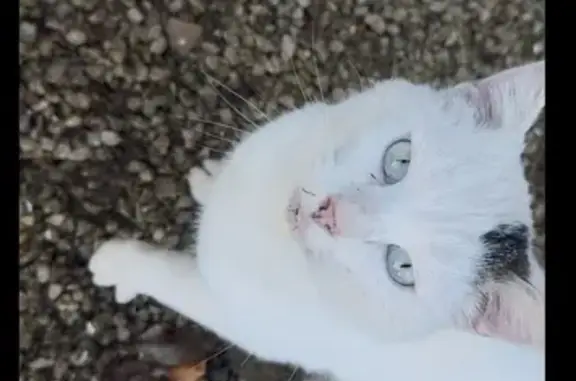 Chat blanc tacheté trouvé, câlin, Val de Louyre - photo