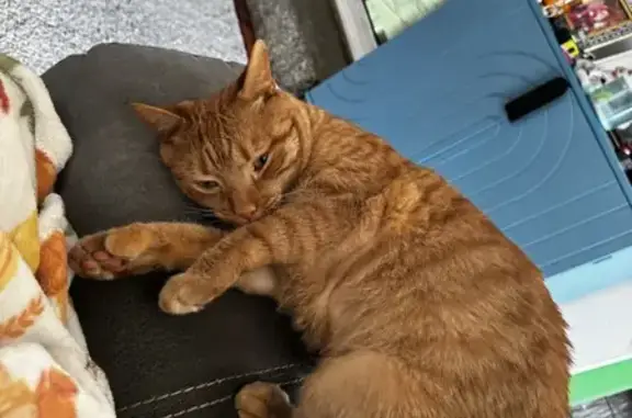 Missing: Neutered Orange Cat in Coventry