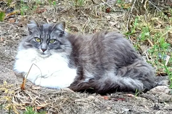 Animaux perdus , photo: Chatte tatouée disparue à Conca