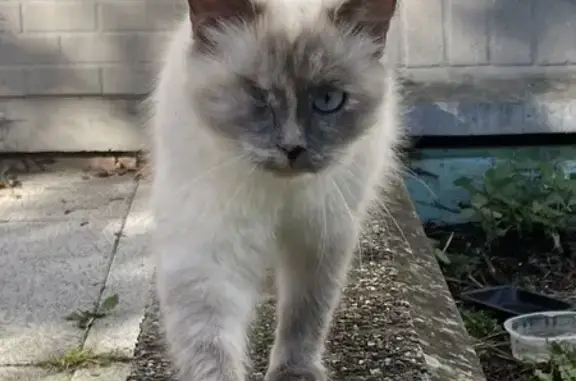 Chat sacré Birmanie trouvé, Roubaix - photo