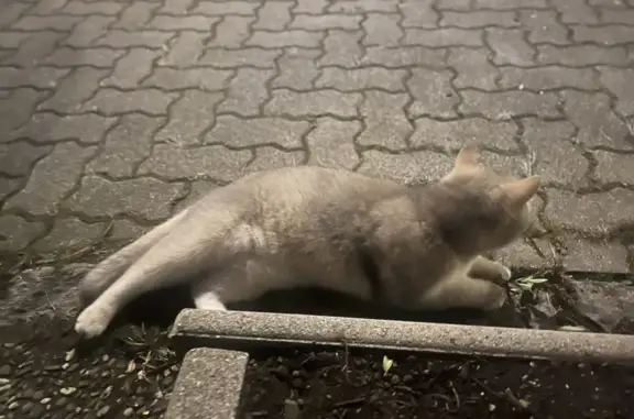 Chat trouvé rue du Chêne, Hœnheim - photo