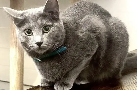 Animaux perdus Chambray-lès-Tours, photo: Chatte grise disparue à Chambray-lès-Tours
