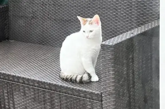 Animaux trouvés Dolus-d'Oléron, photo: Chat blanc et roux trouvé à Dolus-d'Oléron