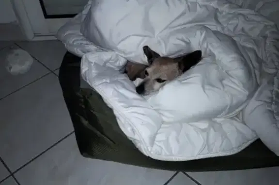 Chien perdu Verdun-sur-Garonne, photo : Pinscher roux 15 ans perdu à Verdun