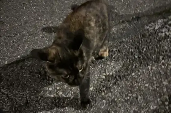 Chat trouvé Chambéry, photo: Chat femelle écailles trouvé à Chambéry