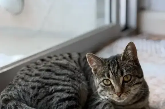 Missing Tabby Cat: Escaped from Balcony