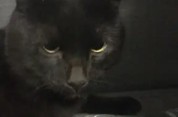 Chat trouvé non identifié à Limoges - photo