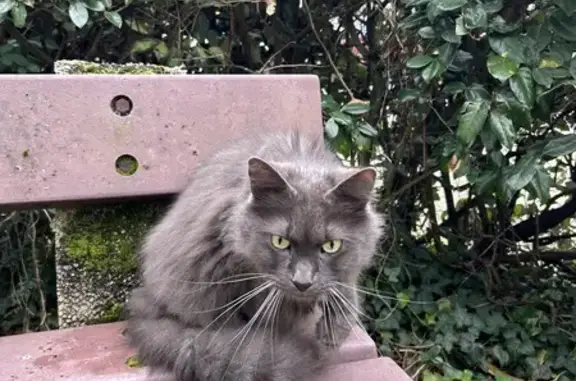Chat trouvé Rennes, photo: Chat angora gris câlin trouvé à Rennes