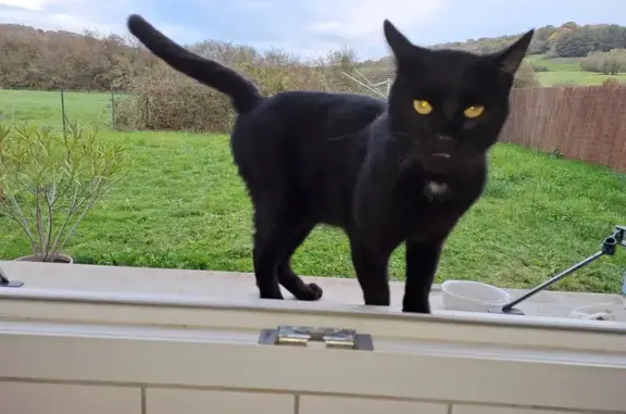 Chat noir avec tâches blanches trouvé à Rolampont - photo