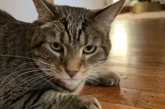 Missing Tabby in Downers Grove 4617