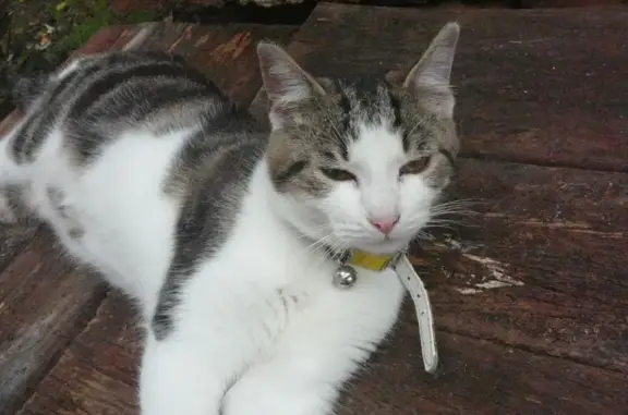 Chat trouvé Graulhet, photo: Chat mâle gris et blanc trouvé à Graulhet