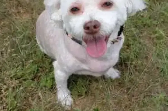 Lost Maltese Mix on Thornhill Rd, Winter Haven