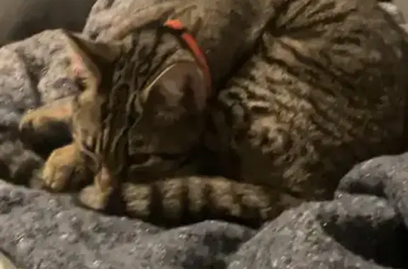 Chat gris avec collier orange à Chantraine - photo