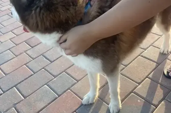 Young Brown & White Husky Found in Cape Coral