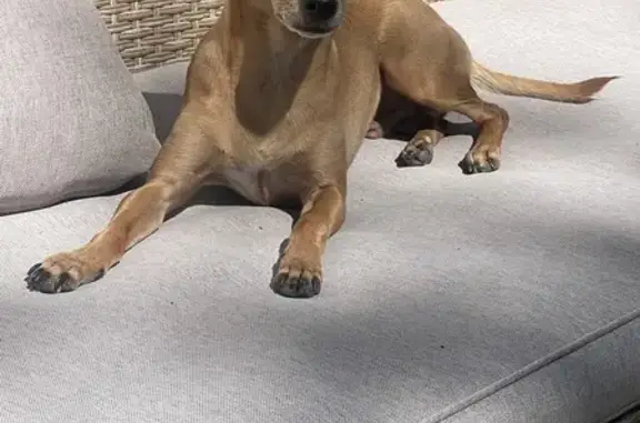 Lost Reddish-Brown Chihuahua in Cottonwood