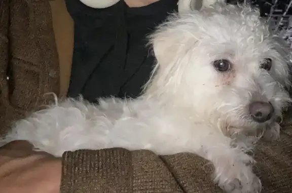 Found: Older White Maltese in Chicago