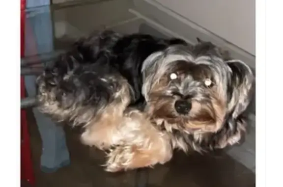 Lost Yorkie: No Tail, Black & Brown Mix