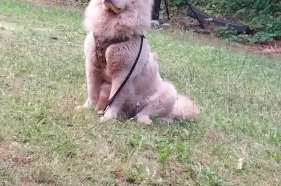 Lost White Chow Chow in Westminster