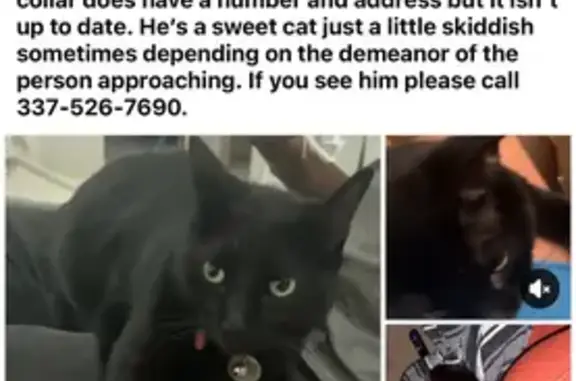 Help Find Salem Moon: Lost Black Cat