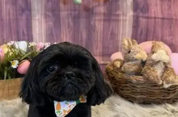 Missing 1-Eyed Shih Tzu in Georgetown