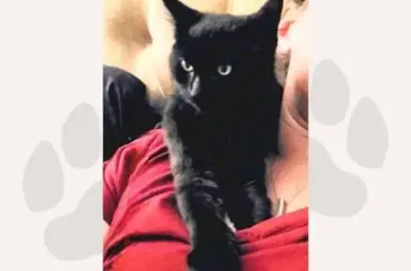 Lost Kitten 'Shrimp' - Help Us Find Him!