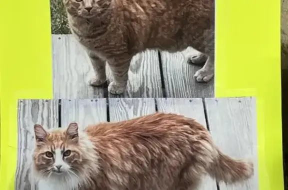 Mystery of Missing Cats on Miller Rd