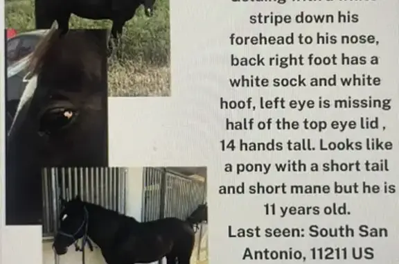 Missing Chocolate Brown Horse in San Antonio