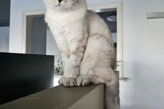 Male, scottish fold, white with some light tan markings